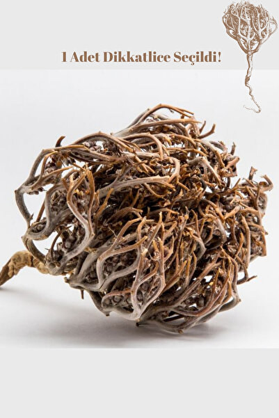 Günbak Meryem Ana Eli Otu. Kolay Doğum, Temiz&Taze En İyisi Seçilmiş 1Adet.