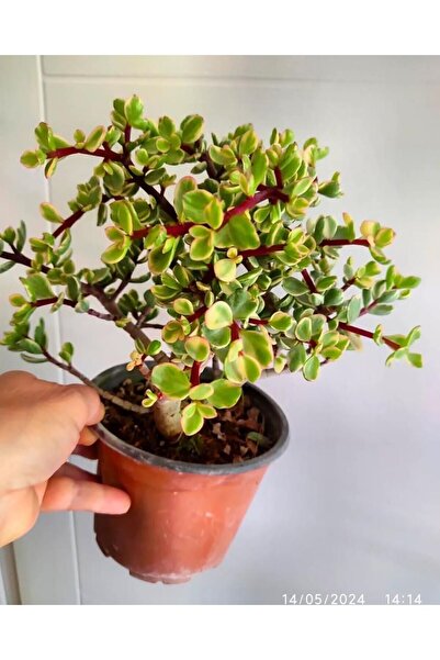 SARMASK crassulaovata çiçeği -bonsaı- dolgun form- para çiçeği