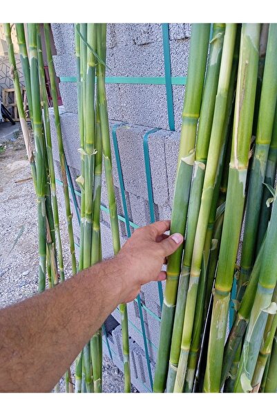 Akdeniz Fidan Kargı Kamış 15 Adet Bitki Ve Sebze Destek Çubuğu 120-150 Cm