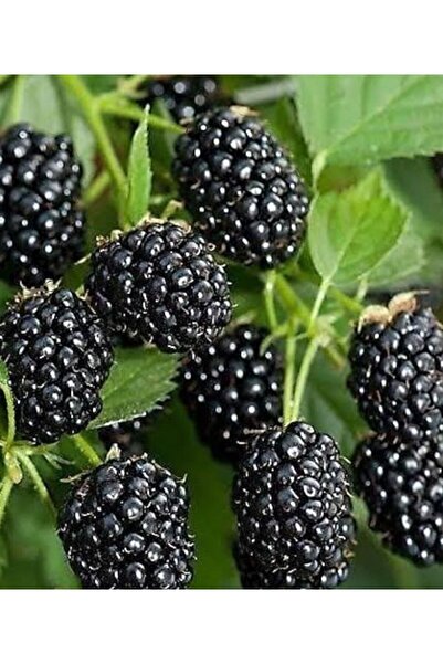 Store Dikensiz Jumbo Böğürtlen Ağacı Dev Boy (lezzetli ve verimli)