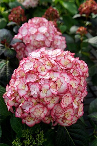 Ebruli Red Hydrangea Flower Seedling (germinated with tube, pruned, planted for 12 months, 30-40 cm)