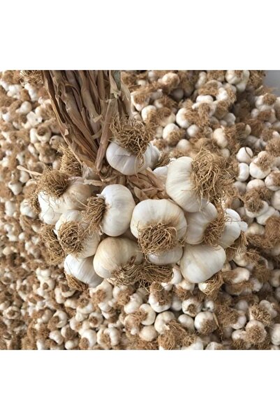 Taşköprü Sarımsağı Batton Kastamonu 3 Kg Tescilli Coğrafi Işaretli Orijinal Ata Yerli (ORTA BOY)