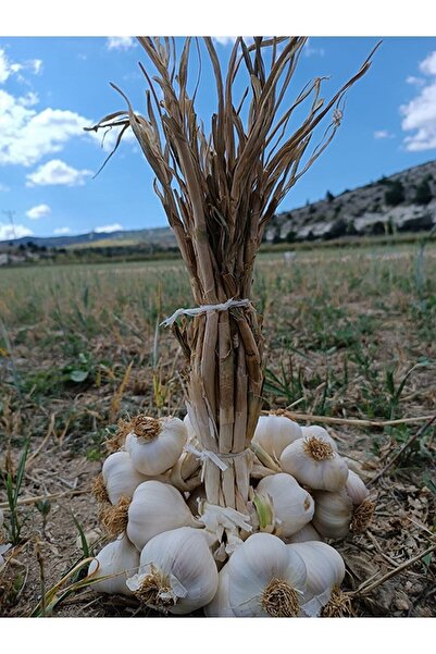 Taşköprü Sarımsağı Sarımsak Orta Normal Boy (2 Kg)