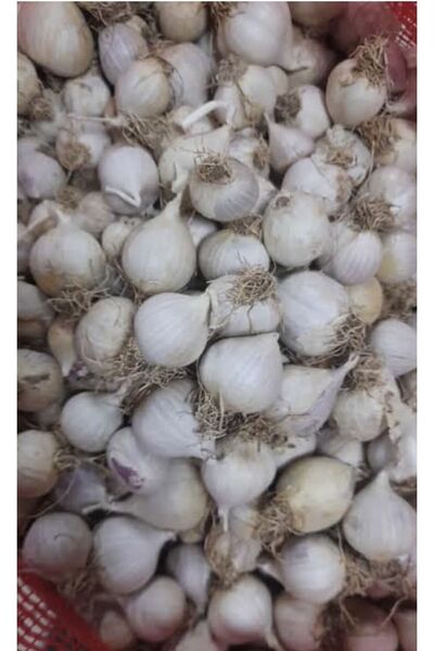 PeraMarble Taşköprü Sarımsak ( Orta Boy ) 1 Kilo