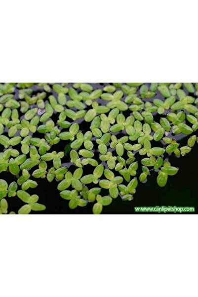 TROPİKAL Su Mercimeği Akvaryum Bitki (LEMNA MİNOR) 1 Pkt (100 AD)