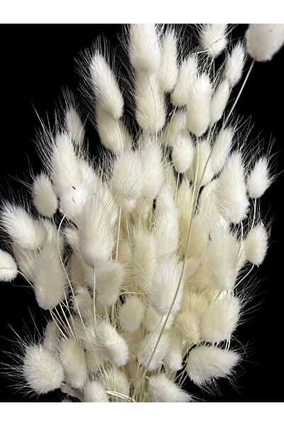 Tefa Hediyelik Doğal Kurutulmuş Pamuk Otu, Tavşan Kuyruğu Gelin Buketi Aranjman Çiçeği Lagurus 30 Dal