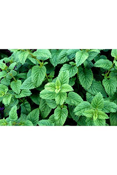 Tohum Dünyası 100 Adet Melissa- Limon-oğul Otu Tohumu