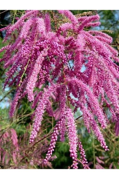 fidanistanbul Ilgın Ağacı Pembe Çiçekli Tamarix