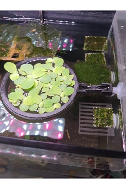 Akta Petshop Su Üstü Bitki Tutucu