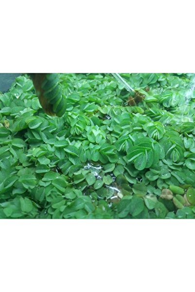KARİDES MARKET 50 Adet Su Üstü Bitkisi - 50 Yaprak Akvaryum Salvinia Natans Minima