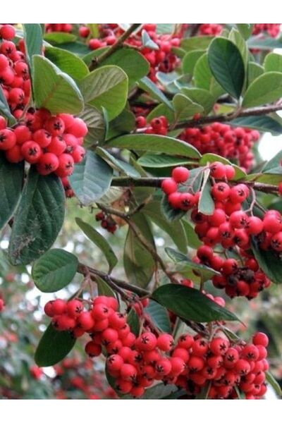 fidanistanbul Dağ Muşmulası Cotoneaster lacteus, Promosyon Saksıda