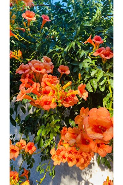 bahçevilya 2 Yaşında Tüplü Acem Borusu (Campsis radicans) Fidanı - Hızlı Büyü...