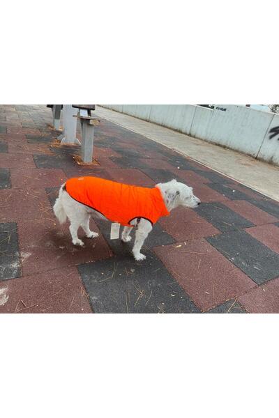 Köpek Kıyafeti