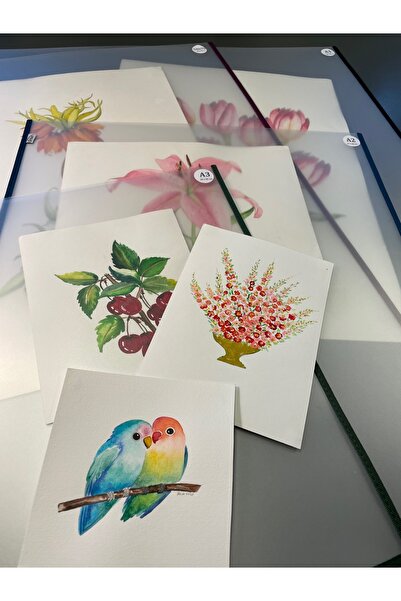 Şemse A2 Eser Koruma Dosyası Dikey Mat 47x66cm-1 Adet