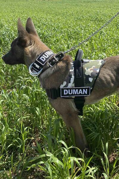 MgTasma Kişiye Özel, Isimli K9 Köpek Tasması, Göğüs Ve Boyun Tasma Seti
