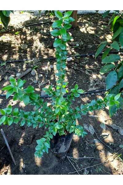 Köyceğiz Bitki Dünyası Beyaz Mersin Fidanı (beyaz Murt)