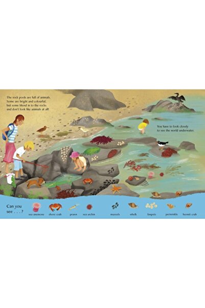 Nosy Crow National Trust: Look And Say What You See At The Seaside