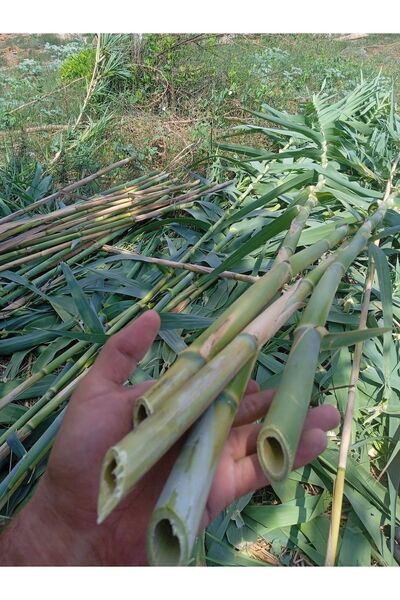 Akdeniz Fidan Bitki Destek Çubuğu Kargı Kamış 80-100 cm 20 ADET