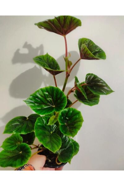 SARMASK Yağlı begonya büyük boy (45-65 cm ) çok dallı