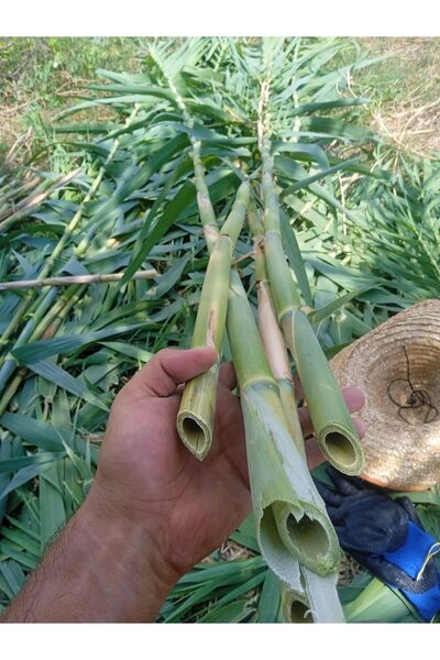 Akdeniz Fidan Bitki Destek Çubuğu  80-100 cm 10 ADET Kargı Kamış  (Kendi Görs...