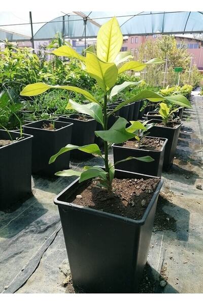 DH STORE Saksıda Manolya Çiçeği Fidanı Boy 70-90 Cm