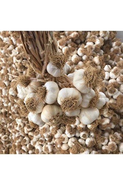 Taşköprü Sarımsağı Batton Kastamonu 1 Kg Tescilli Coğrafi Işaretli Orji Ata Yerli Tohum (ORTA BOY)