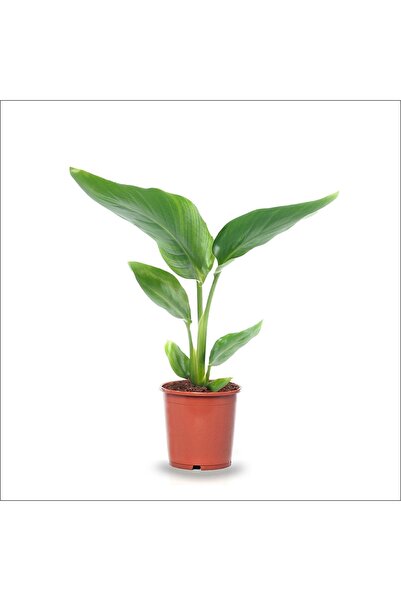 BahçemizBurada Starliçe Nicolai Cennet Kuşu (20-40 Cm)