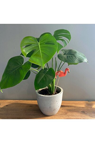 GoldLotus Deve Tabanı 40-50 Cm
