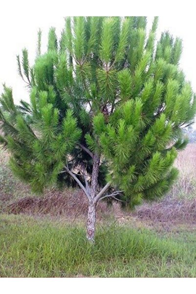 fidanistanbul Fıstık Çamı Fidanı Pinus pinea 140 cm Saksıda