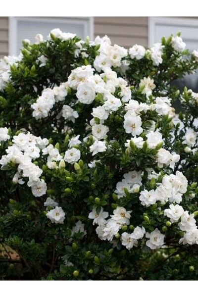 fidanistanbul Bahçe Gardenyası Gardenia jasminoides Radicans Promosyon Saksıda
