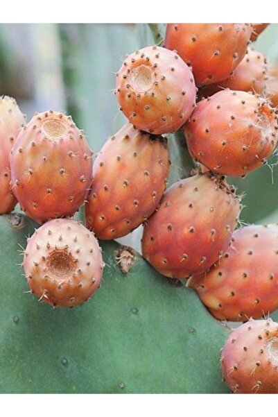 fidanistanbul Hint İnciri Fidanı, Frenk Yemişi Opuntia humifusa, Promosyon Sa...