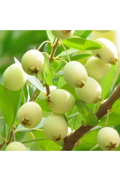 Floramut Beyaz Mersin Fidanı (beyaz Murt) Fidesi 3adet