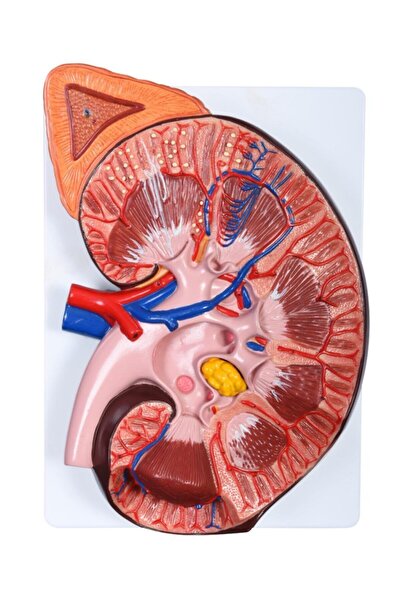 Medikal Market TR Böbrek Modeli Büyütülmüş - Böbrek Maketi