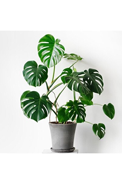 iç mekan bitkicisi Deve Tabanı Bitkisi 90 110 Cm Monstera Deliciosa