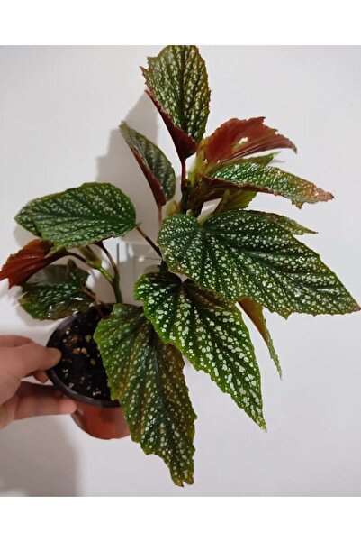 SARMASK Çilli Begonya Cicegi -orta Boy (40-50cm )