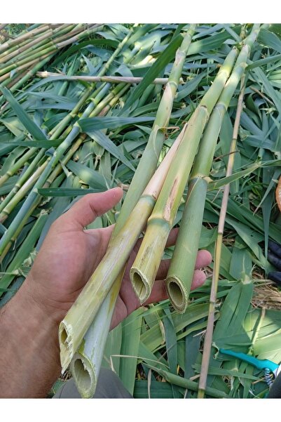 Akdeniz Fidan Kamış Kargı Bitki Ve Fidan Destek Çubuğu 20 Adet 2-2.2 Metre (FİDAN VE SEBZELER)