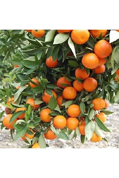 damla su çiçek Mandalina Fidanı (MANDALİNA AĞACI)(W.MURCOTT) 2-3 Yaş