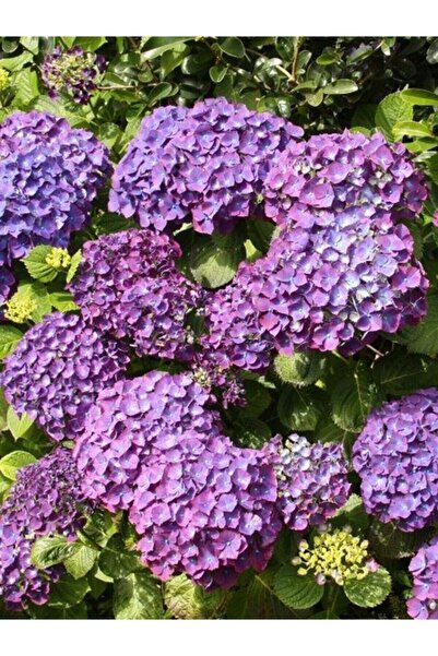 DH STORE 2 Adet Mor Ortanca Fidanı Tüplü 30- 40 Cm 12 Ay Dikim Yapılır...