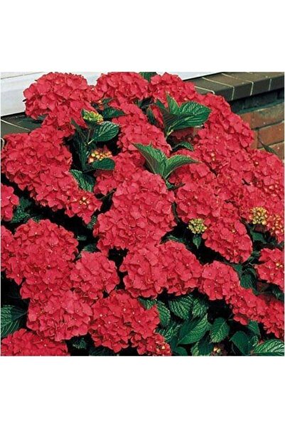 DH STORE Kırmızı Ortanca 30-50cm 12 Ay Dikim Yapılır.(tüplü Canlı Bitki )