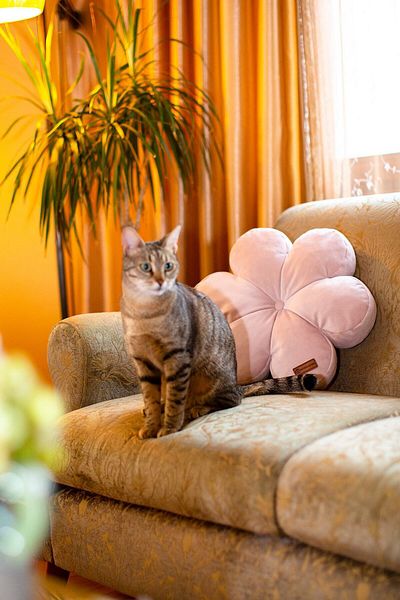 Rayda Home وسادة زهور مخملية مملوءة بلون مسحوق مزخرف مقاس 42*42 سم