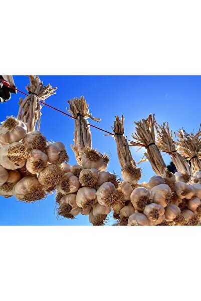MMA Taşköprü Sarımsak 1kg Orta Boy