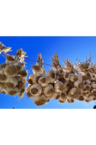 MMA Taşköprü Sarımsak 1kg Orta Boy