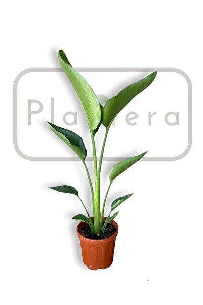 Plantera Starliçe - Strelitzia Nicolai -70-80Cm - Beyaz Cennet Kuşu Bitkisi