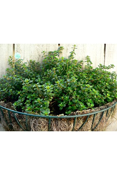 Tohum Dünyası 500 Adet Aromatik Kekik Tohumu