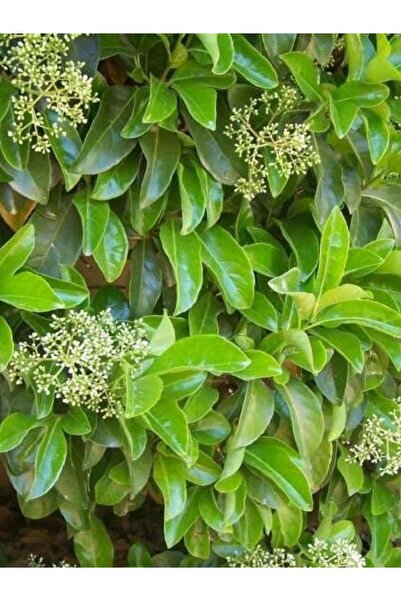 fidanistanbul Parlak Yapraklı Kartopu Viburnum tinus Lucidum,Promosyon  Saksıda