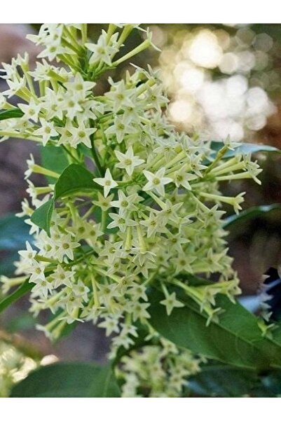 fidanistanbul Melisa Parfüm Çiçeği Cestrum nocturnum, Kolonya Çiçeği, Promosyon Saksıda