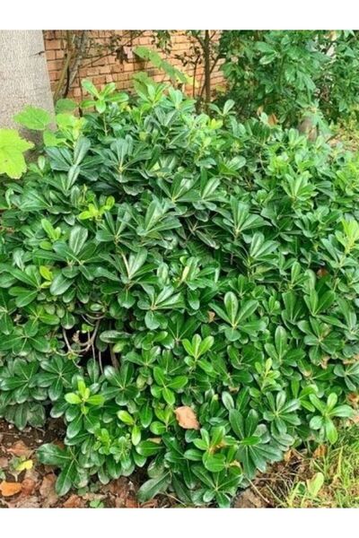 fidanistanbul Bodur Yıldız Çalısı Pittosporum tobira Nana, Promosyon Saksıda