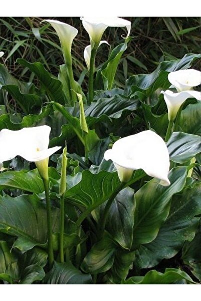 fidanistanbul Bahçe Galası Çiçeği Zantedeschia aethiopica, Promosyon Saksıda