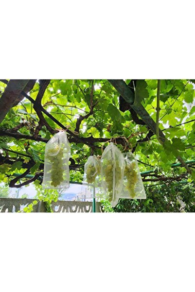 Keselerimiz 15/25.100adet En Küçük Salkım Için Üzüm. Koruma Torbası