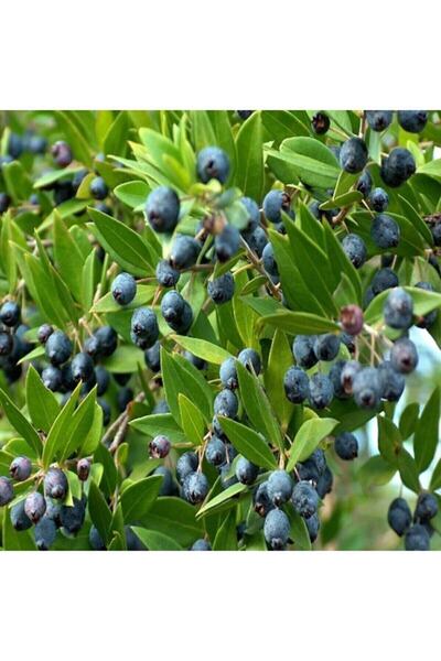 Floramut Tüplü Siyah Murt(hambeles) Fidesi 3 Adet